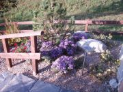 Aster-Dumosus-Gruppe-Augenweide