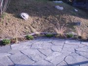 Festuca-valesiaca-et-Pinus-mugo-pumilio