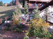 Rudbeckia-fulgida-Goldsturm